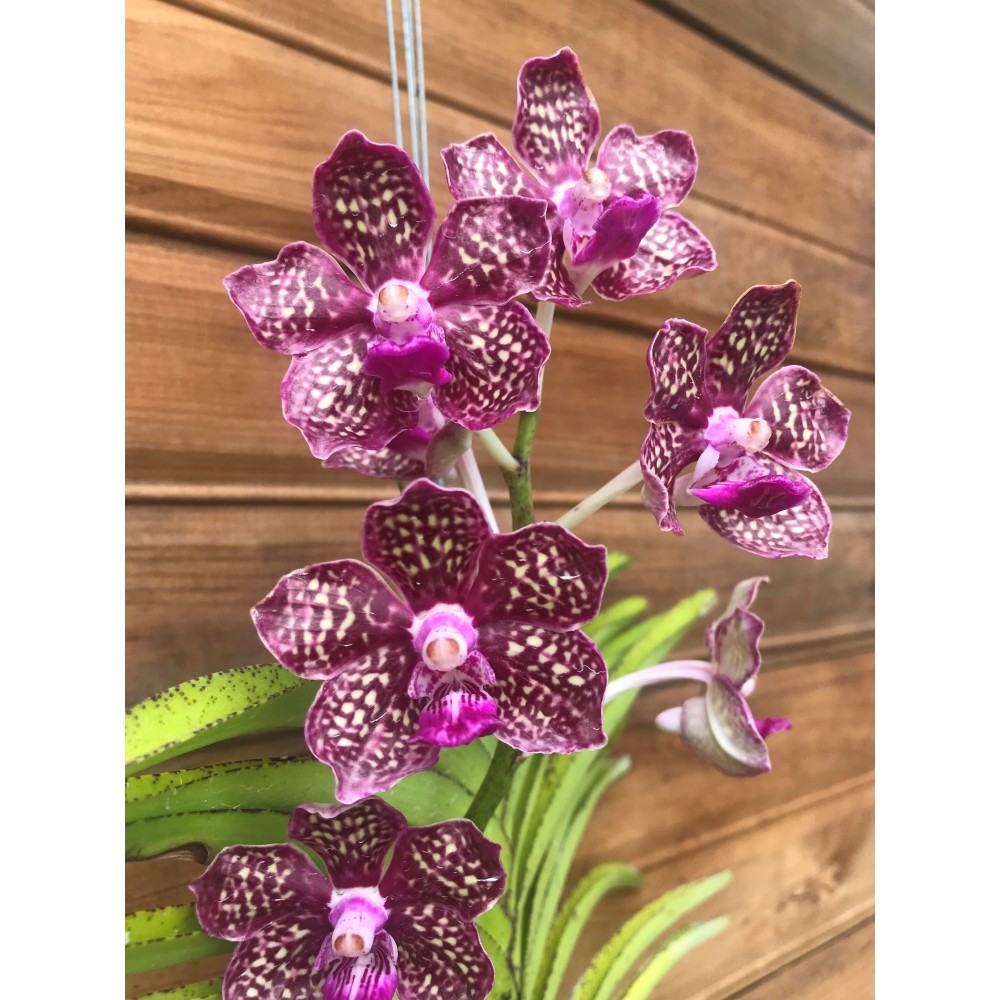 vanimimiページ 345- Vanda Thailand x tessellata x Mimi Palmer